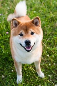 akita